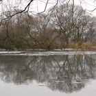 Lake Mirror