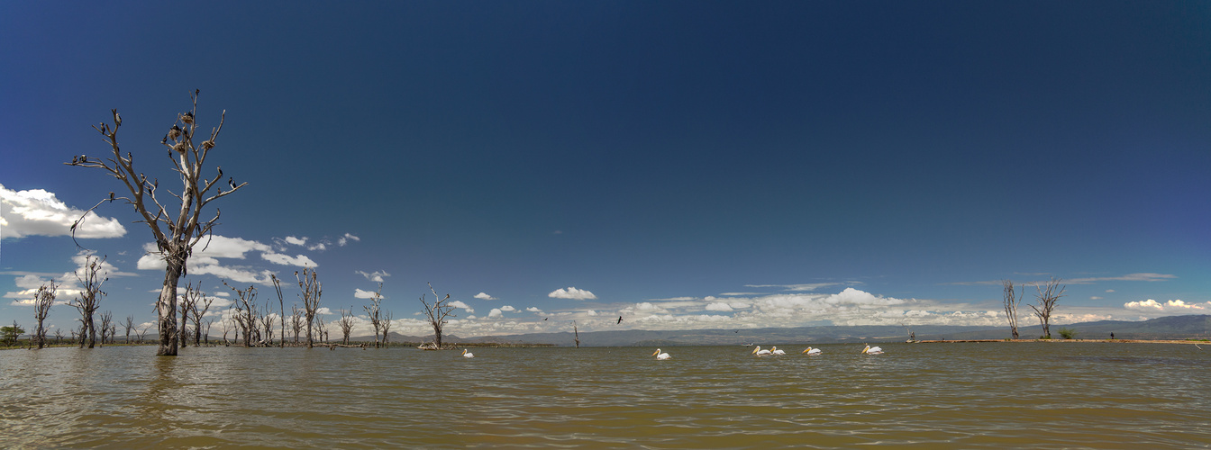 *** Lake Naivasha ***