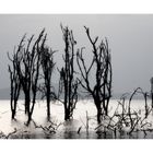  Lake Naivasha 