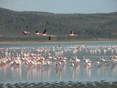 Lake Nakuru