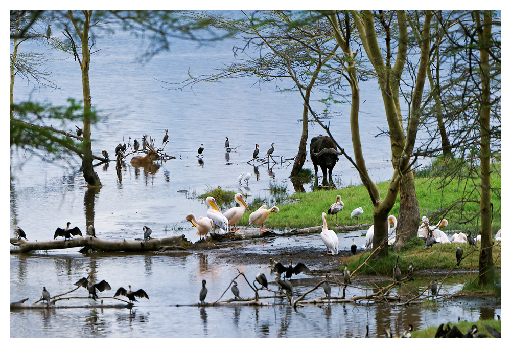 Lake Nakuru