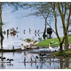 Lake Nakuru