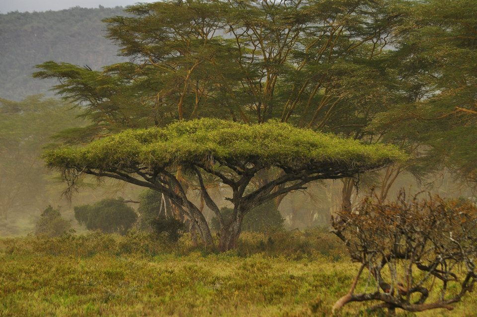 Lake Nakuru