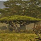 Lake Nakuru