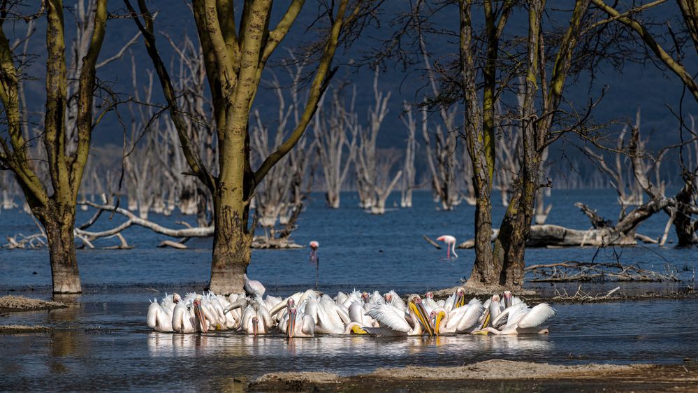 Lake-Nakuru