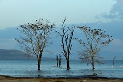 Lake Nakuru