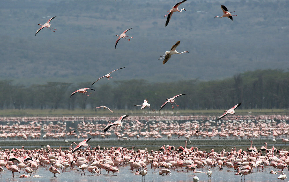 Lake Nakuru