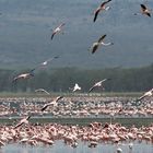 Lake Nakuru