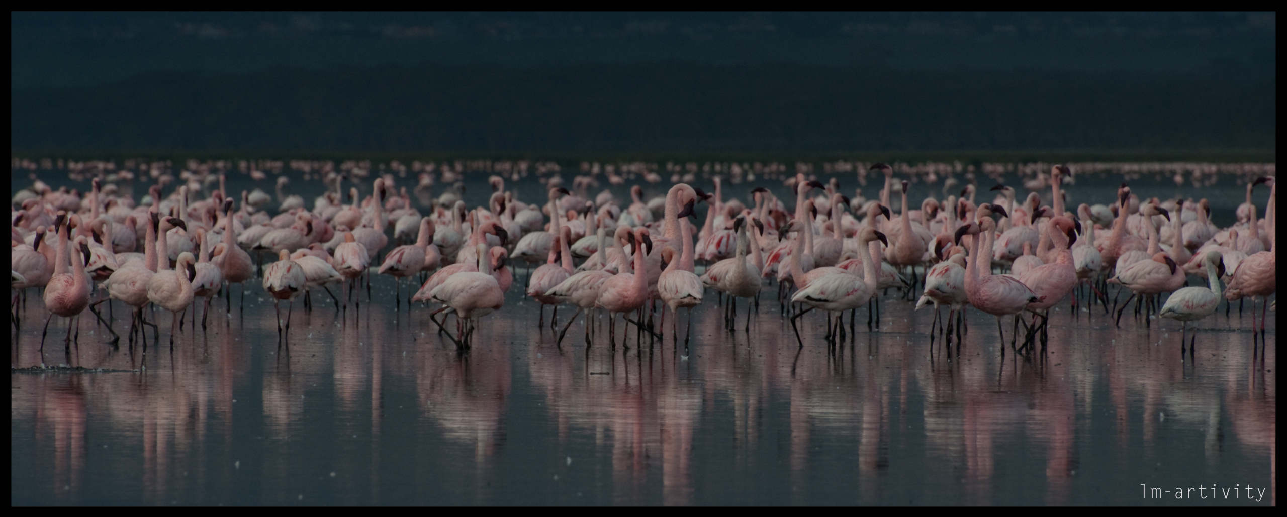 Lake Nakuru - Flamingos