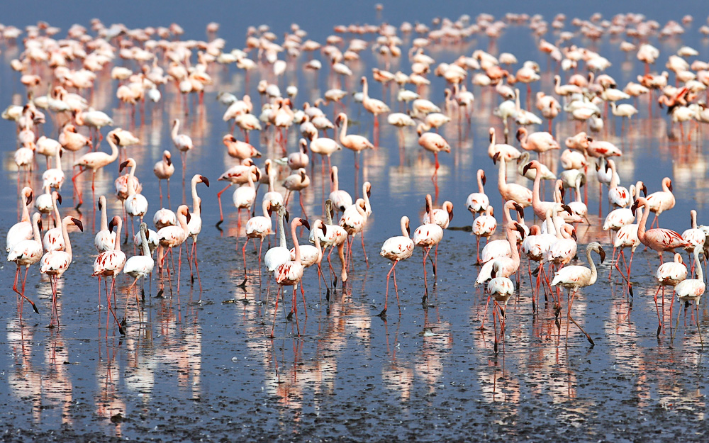 Lake Nakuru Flamingos