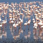 Lake Nakuru Flamingos