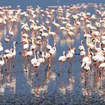 Lake Nakuru Flamingos