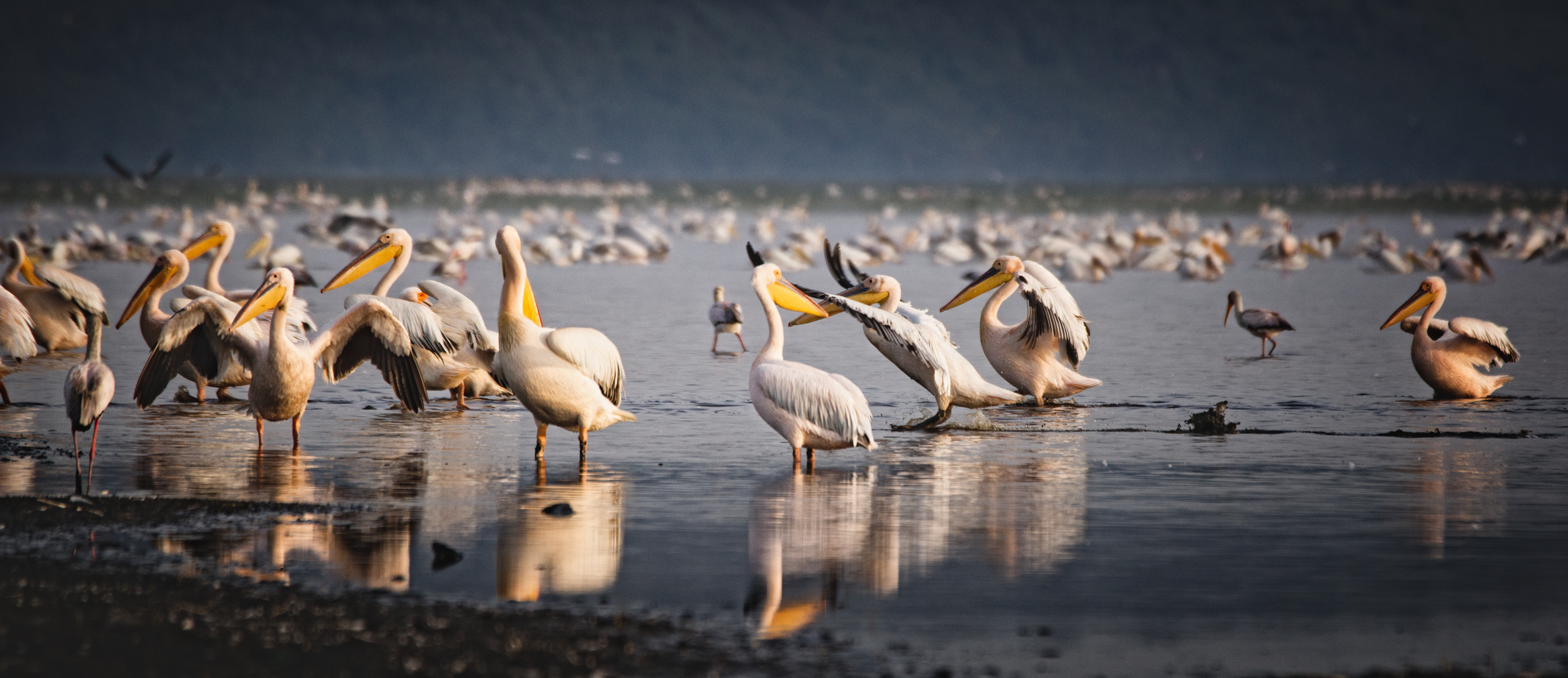 Lake Nakuru Impression