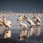 Lake Nakuru Impression