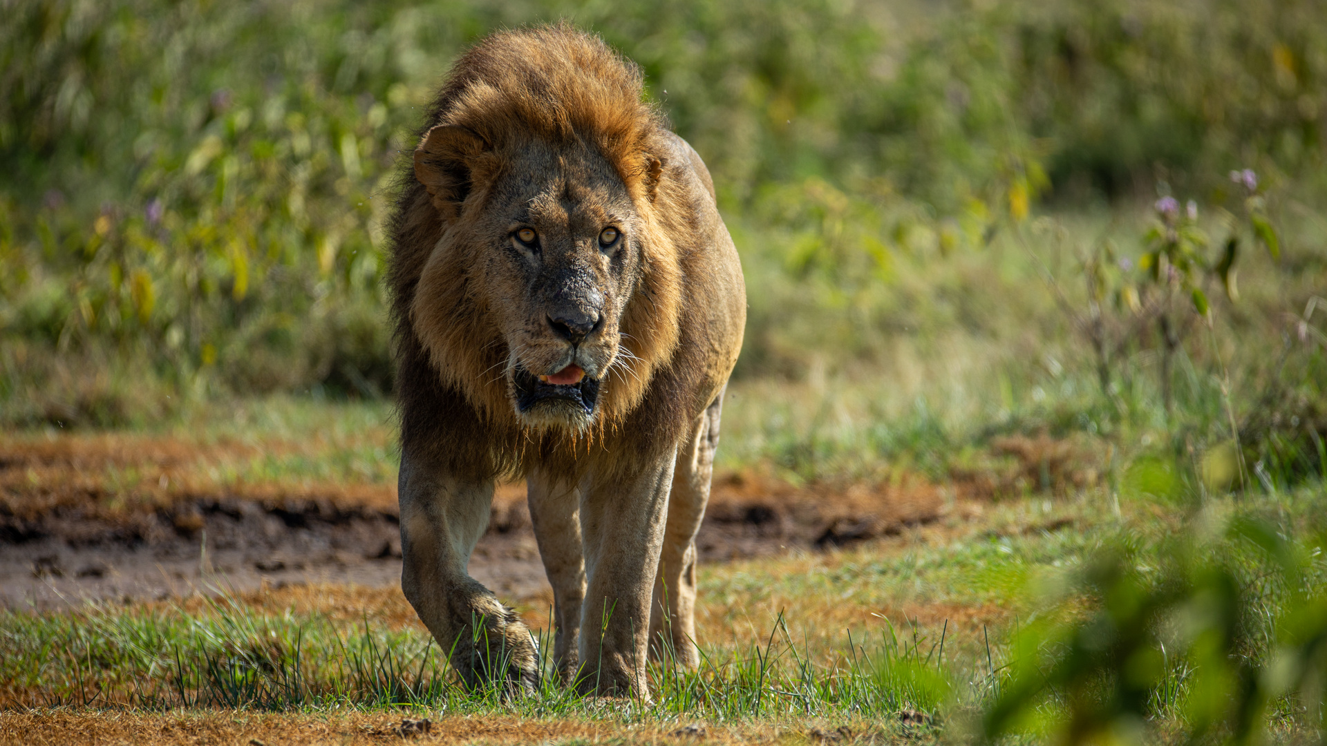 Lake Nakuru, Katze