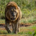 Lake Nakuru, Katze