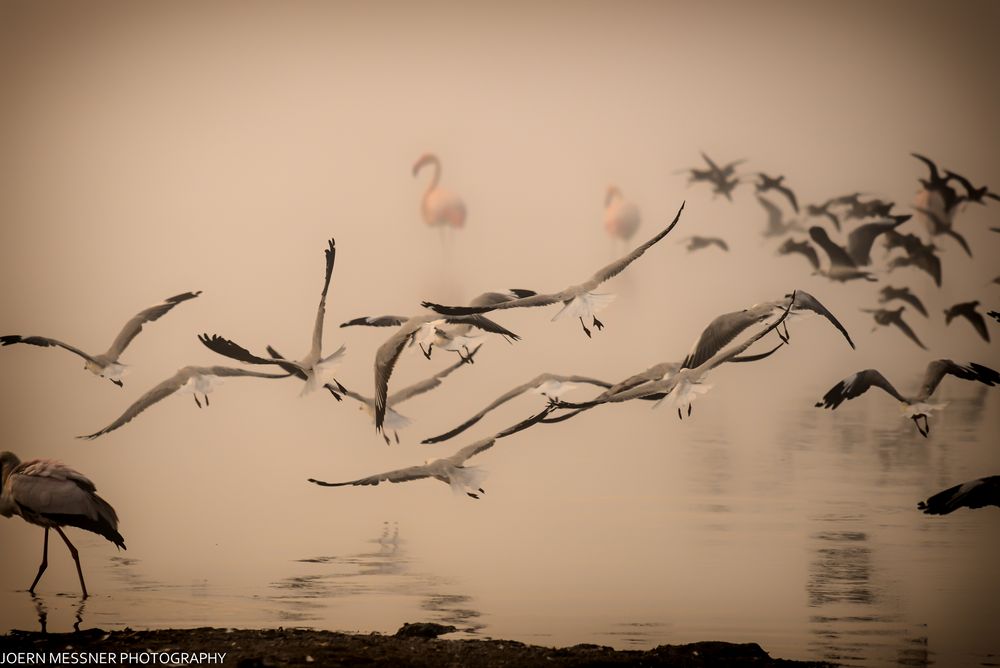 Lake Nakuru (Kenia) - Graukopfmöwen und Flamingos im morgendlichen Nebel