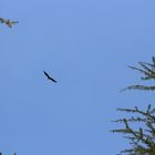 Lake Nakuru National Park