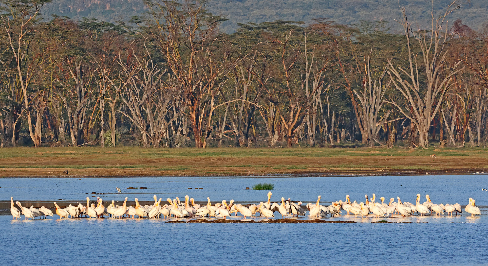 Lake Nakuru with fiber trees