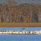 Lake Nakuru with fiber trees