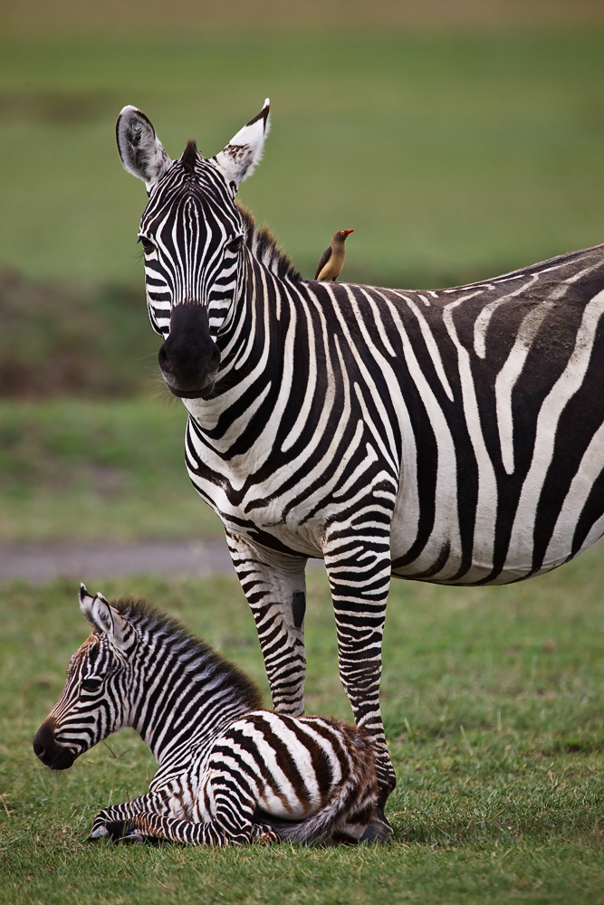Lake Nakuru Zebras