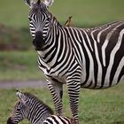 Lake Nakuru Zebras