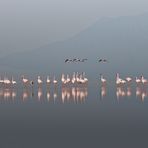 LAKE NATRON processione