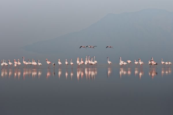 LAKE NATRON processione
