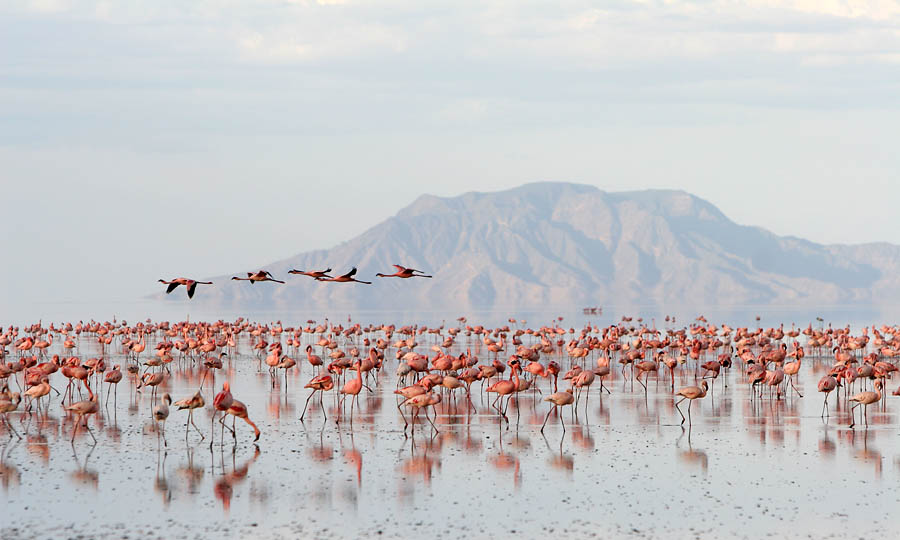 lake natron schwarz afrika