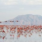 lake natron schwarz afrika