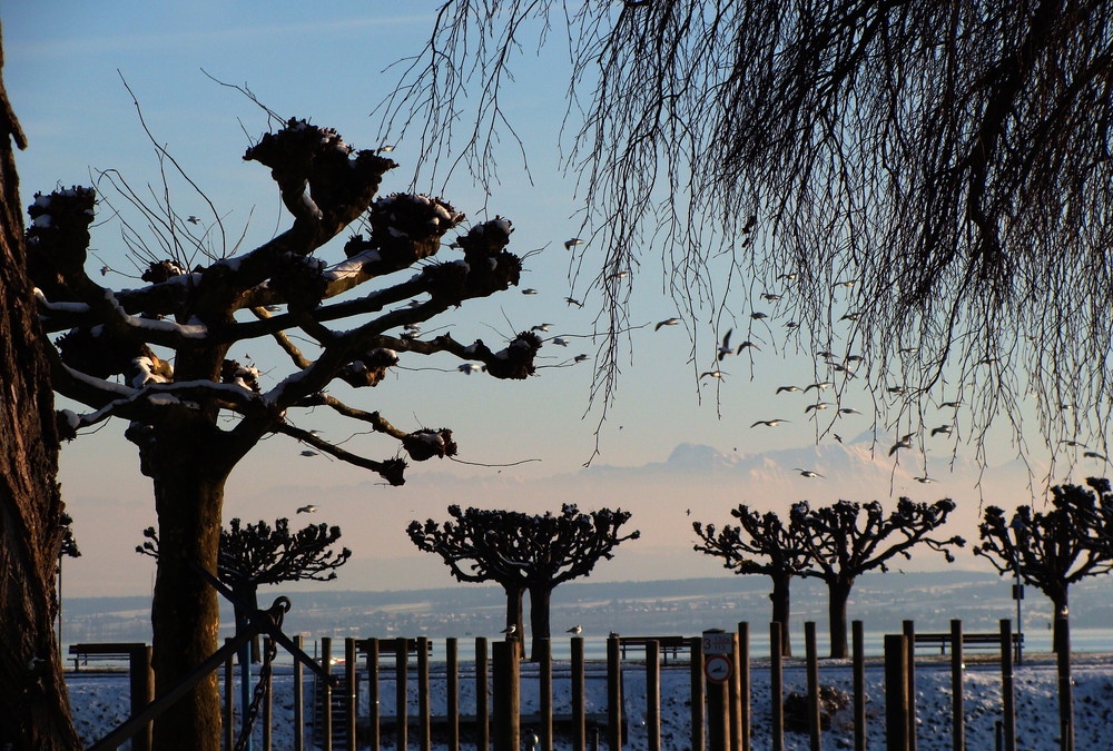 Lake of Constance Light and Shadow