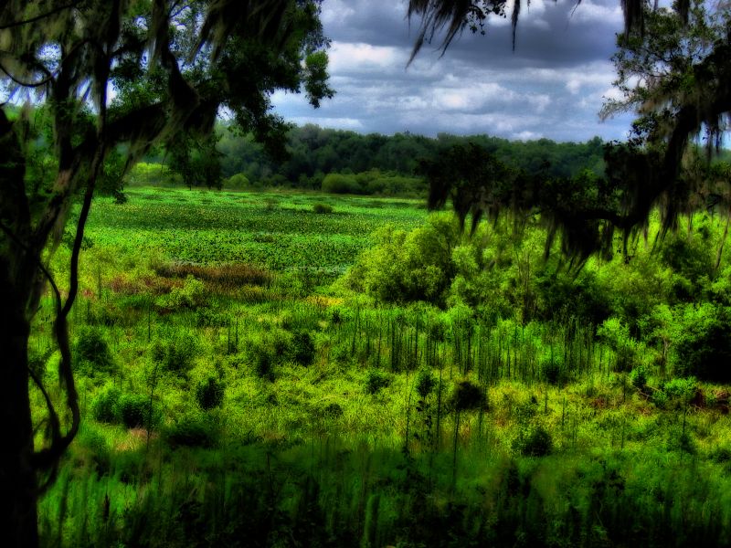 Lake of Grass