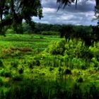 Lake of Grass