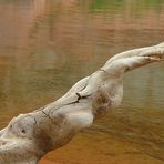 Lake Powell Nessie