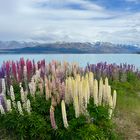 Lake Pukaki