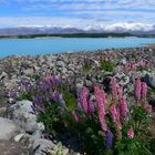 Lake Pukaki