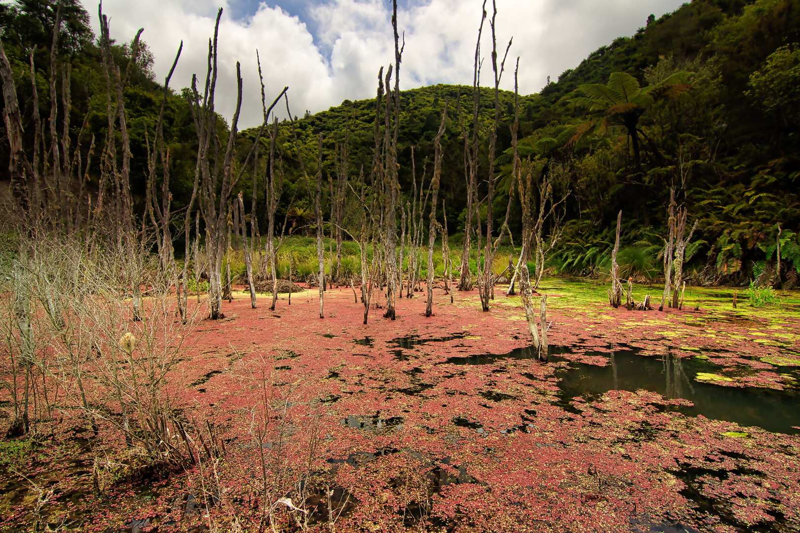 Lake Rotomahana