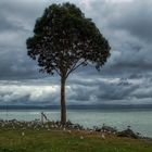 Lake Rotorua