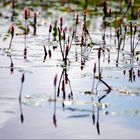 Lake scene - Seenlandschaft