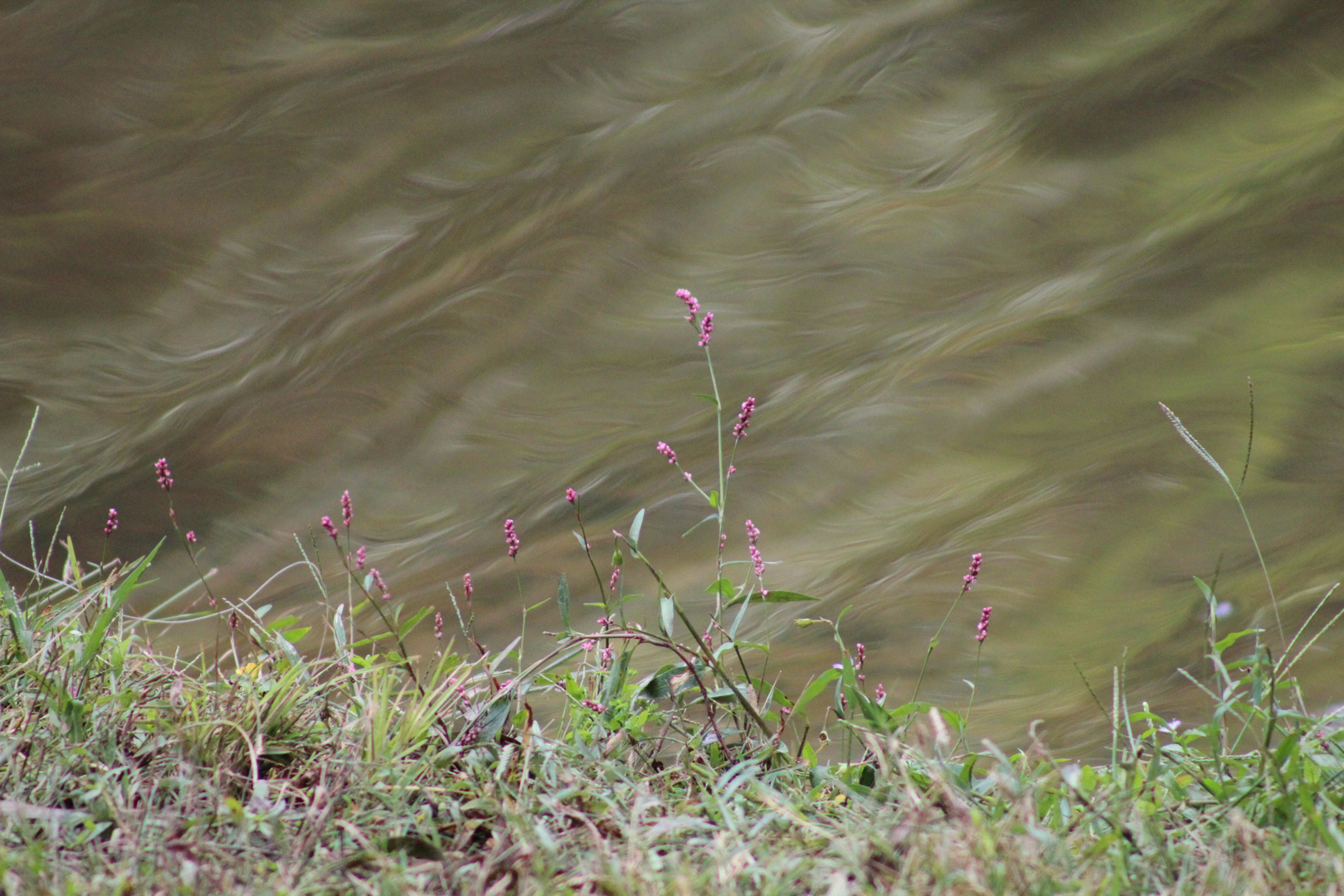 Lake Shore Closeup