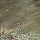 Lake Shore Closeup