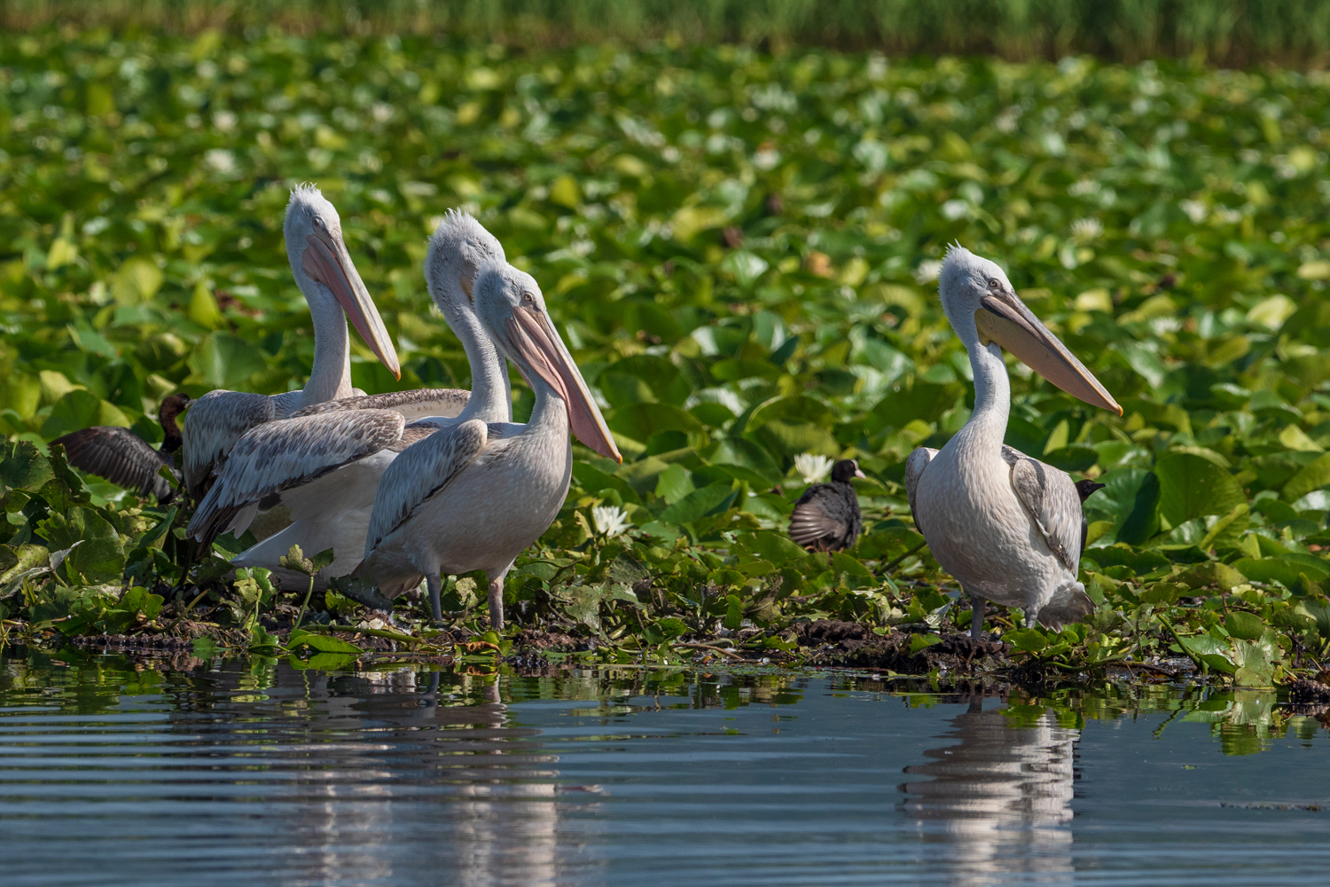 Lake Skadar