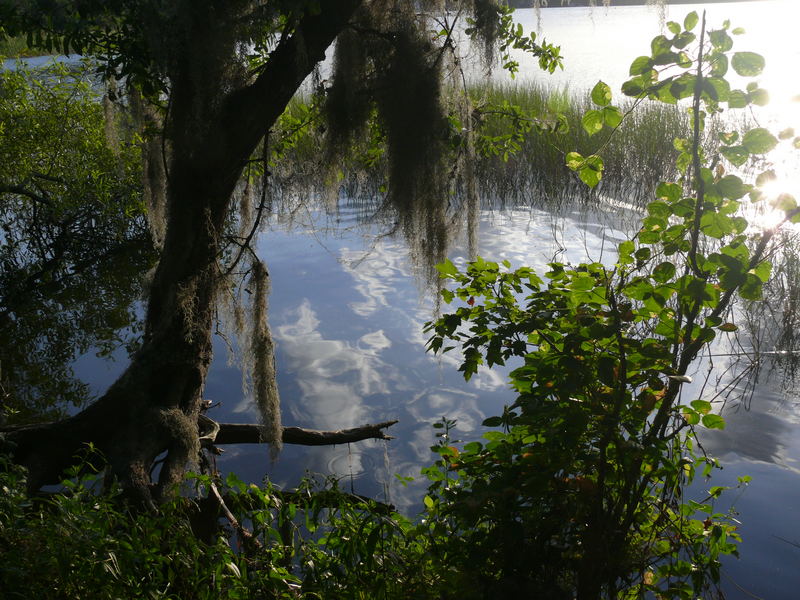 Lake Tarpon im Abendlicht