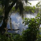 Lake Tarpon im Abendlicht