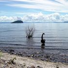 Lake Taupo