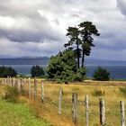 Lake Taupo