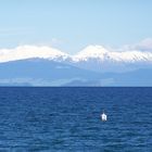 Lake Taupo mit den Vulkanen Tongariro (1968 m), Ngauruhoe (2291 m) und Ruapehu (2797 m)