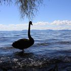 Lake Taupo (Nordinsel/Neuseeland)