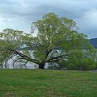 Lake Te Anau