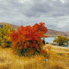 Lake Tekapo #02